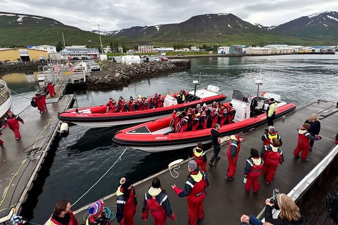 Express Whale Watching in Dalvik - Key highlights to look forward to