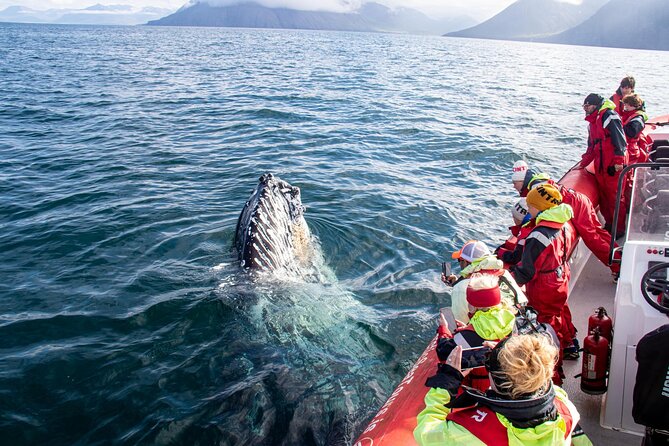 Express Whale Watching in Dalvik - Start in Dalvík: why a fishing village stop is more than a waiting room
