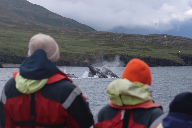 Express Whale Watching in Dalvik - Eyjafjörður: where the best whale-watching odds come from