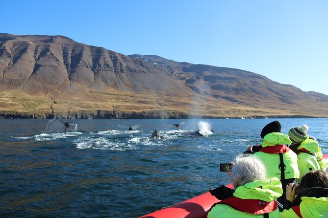 Express Whale Watching in Dalvik - What the free rebook promise means for real value