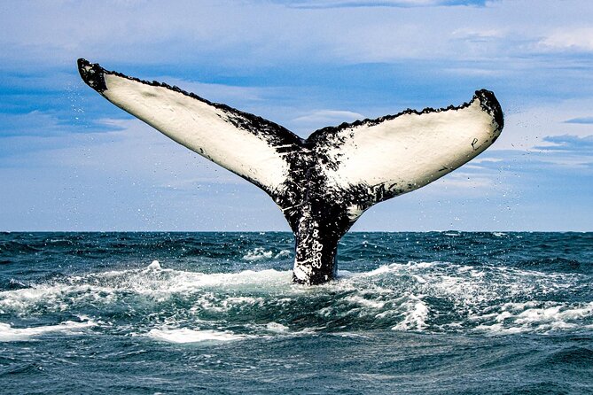 Express Whale Watching in Dalvik - Speedy RIB + a max of 12 people: why that’s a big deal