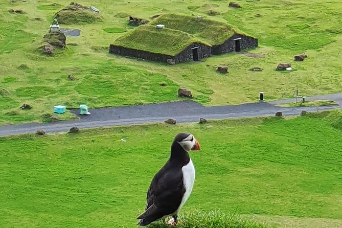 Eyjascooter Puffin Tour in Iceland - Key highlights worth planning around