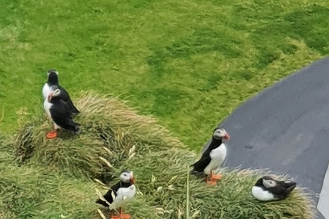 Eyjascooter Puffin Tour in Iceland - Price and what you’re actually getting on Heimaey