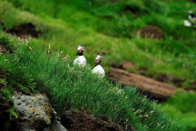 Eyjascooter Puffin Tour in Iceland - Puffin viewing: the plan, the reality, and how to set expectations