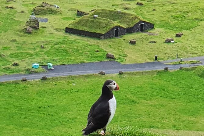 Eyjascooter volcano tour in Westman Island - The one-stop plan: Westman Islands wildlife and views
