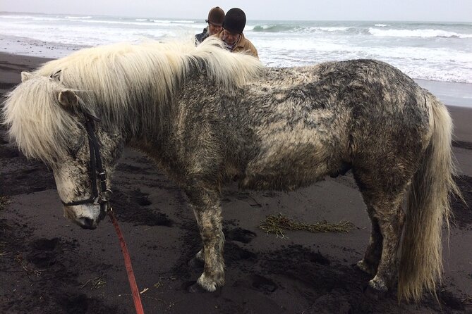 Family Horse Riding Tour in Thorlakshofn - English Support Can Vary, So Plan a Simple Strategy