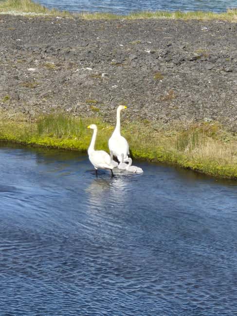 From Airport to Adventure: Private Reykjanes Peninsula Tour - Gunnuhver Hot Springs: where the geothermal mood hits first