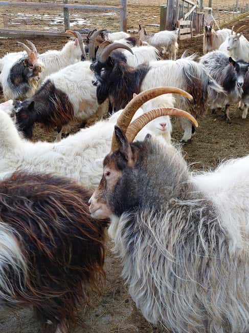 From Akureyri: Skagafjörður Farm Visit with Viking Battle - Who This Tour Fits Best
