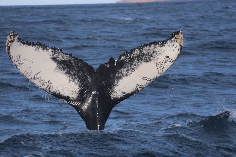 From Dalvik: Arctic Whale Watching in Northern Iceland - Dalvík and Eyjafjörður: Why This Route Gets You Real Whale Time