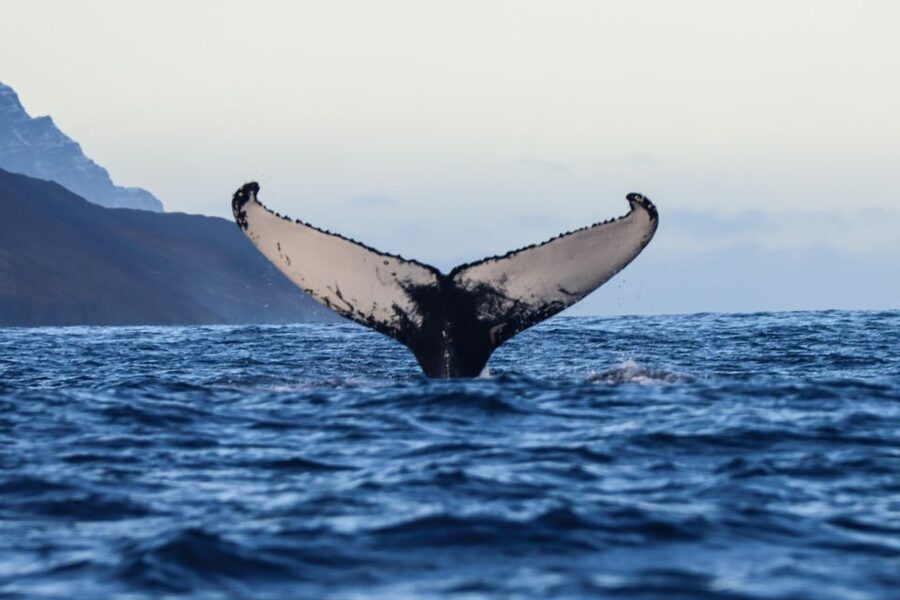 From Dalvik: Arctic Whale Watching in Northern Iceland - The 3-Hour Cruise, Broken Down Simply (So You Know What Each Part Does)
