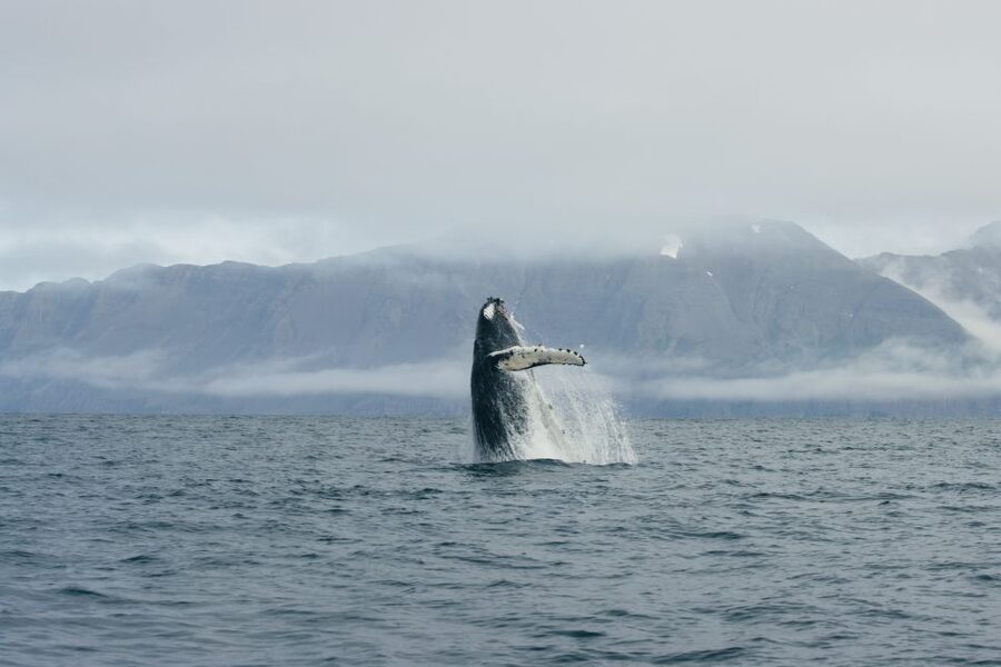 From Dalvik: Arctic Whale Watching in Northern Iceland - Wildlife Odds: The Species List You’re Really Booking For