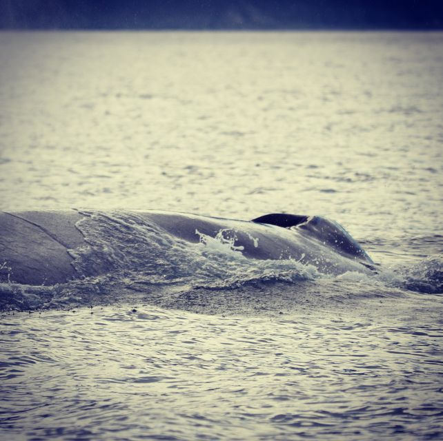 From Dalvik: Arctic Whale Watching in Northern Iceland - Guide + Captain, and the Value of Being Informed While You Watch