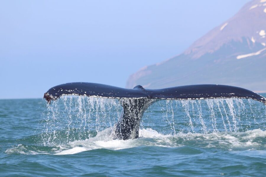 From Dalvik: Arctic Whale Watching in Northern Iceland - Price and Value: Is $94 for 3 Hours Fair?