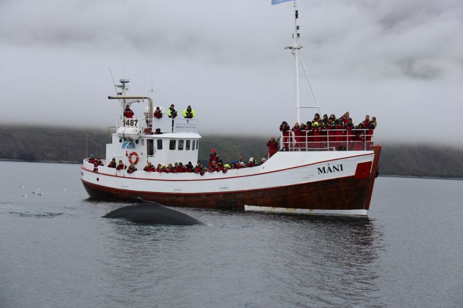 From Dalvik: Arctic Whale Watching in Northern Iceland - Who Should Book This Whale Watching in Dalvík