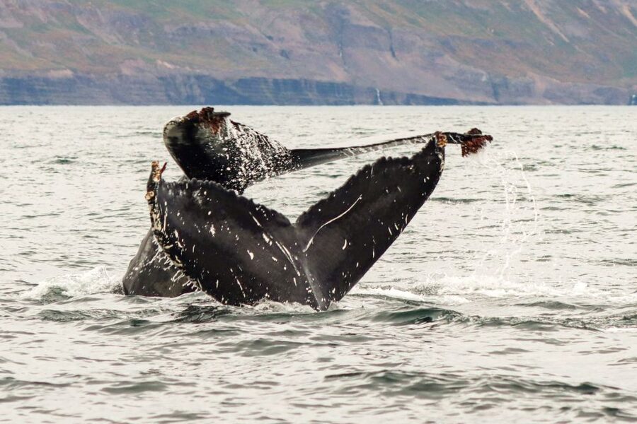 From Dalvik: Arctic Whale Watching in Northern Iceland - Should You Book Arctic Sea Tours in Northern Iceland? My Call