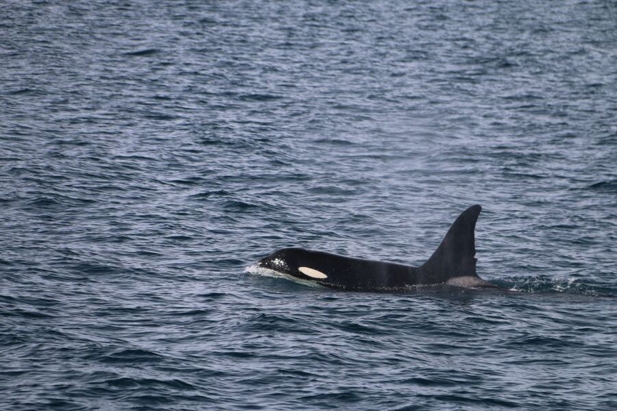 From Dalvik: Arctic Whale Watching in Northern Iceland - FAQ