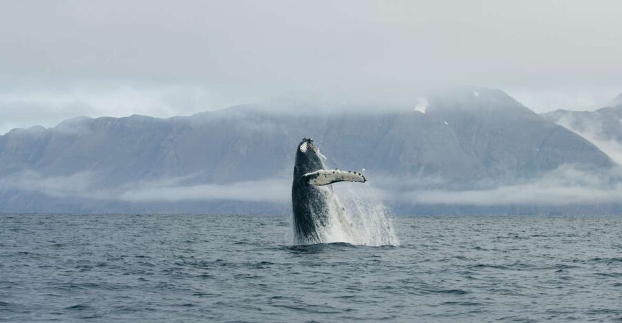 From Dalvik: Arctic Whale Watching in Northern Iceland - Warmth Matters: What to Wear (and Why the Suit Alone Is Not Enough)
