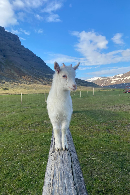 From Isafjordur: The Westjords Great Getaway - Westfjords Great Getaway at a glance: what this half-day really delivers