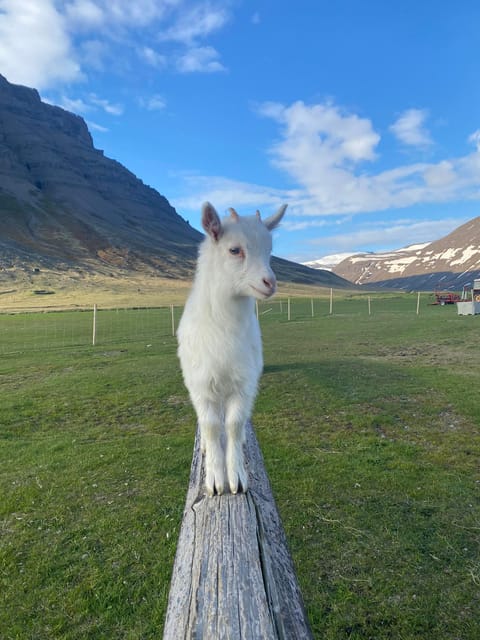 From Isafjordur: The Westjords Great Getaway - Getting to Dynjandi: the ride that sets expectations