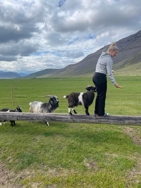 From Isafjordur: The Westjords Great Getaway - Lambadalur Farm: rural Iceland, animals, and the soup you’ll remember