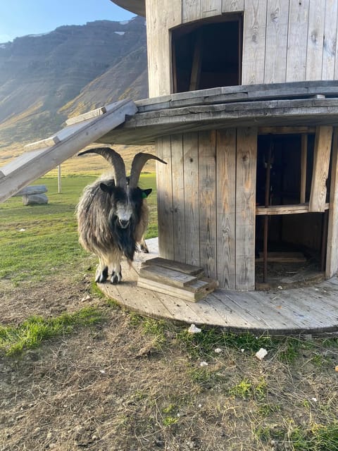 From Isafjordur: The Westjords Great Getaway - Should you book the Westfjords Great Getaway?