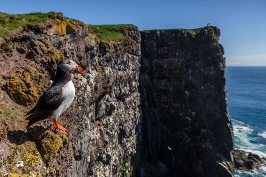 From Reykjavík: 3-Day Tour of the Wild Westfjords - Key highlights you’ll feel in your bones