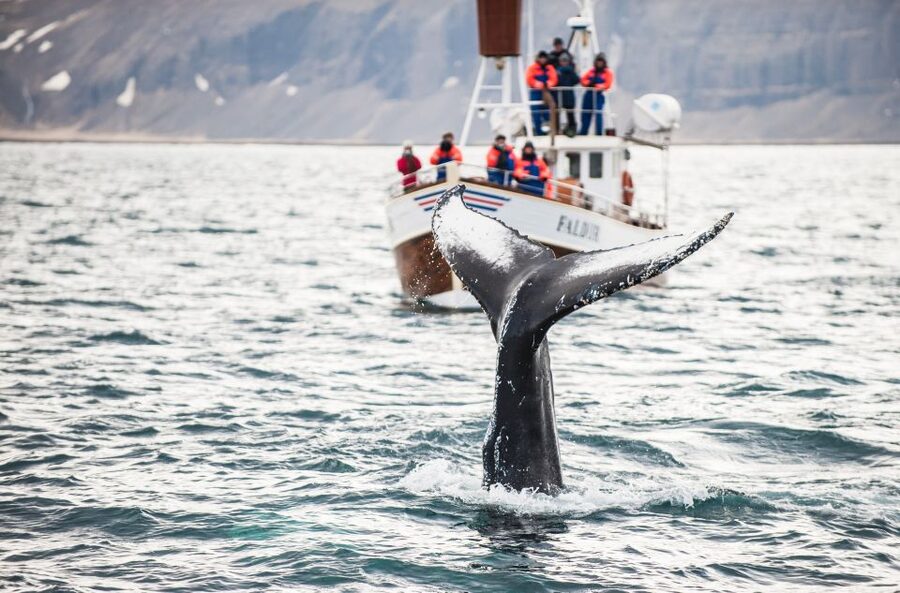 From Reykjavík: 4, 5, 6 or 7-Day Small-Group Ring Road Tour - Who this tour suits best