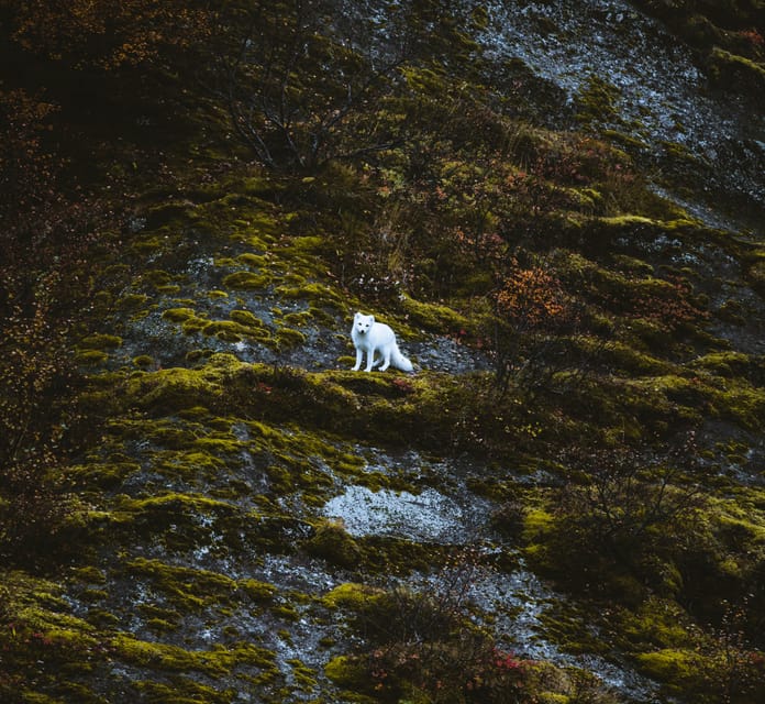 From REYKJAVIK: 4x4 Private Volcanic Way to Þórsmörk Valley - What’s Included, What’s Not, and How to Plan Your Day