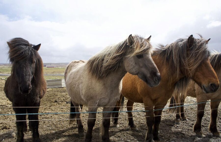 From Reykjavik: 6-Day Icelandic Ring Road Tour - Key highlights to look for