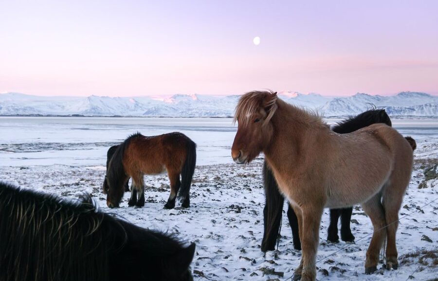 From Reykjavik: 6-Day Icelandic Ring Road Tour - Day 3: East Fjords with Wilderness Center history and stone-bath relaxation