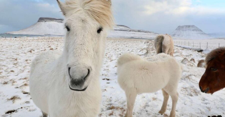 From Reykjavík: Full-day Golden Circle & Horse Riding Tour - Quick hits before you go