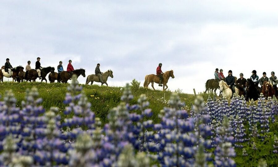 From Reykjavík: Full-day Golden Circle & Horse Riding Tour - Price and value, is $234 per person worth it?