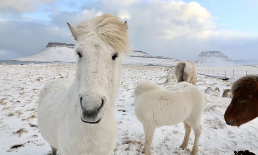 From Reykjavík: Full-day Golden Circle & Horse Riding Tour - Thingvellir National Park, the rift valley where tectonic plates meet