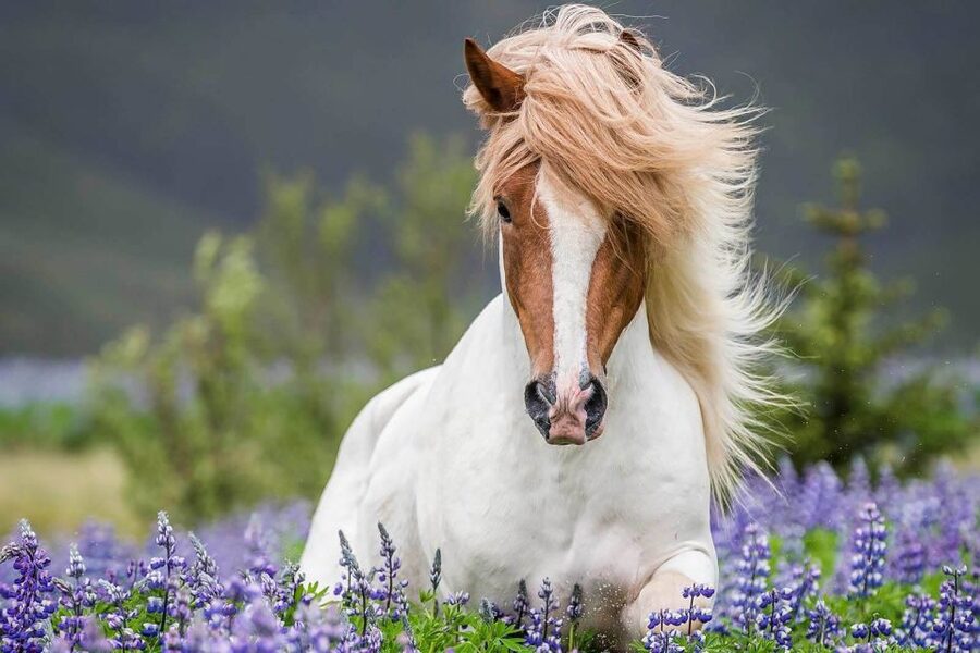 From Reykjavik: Full-Day Horse Riding & Golden Circle Tour - Quick hits for your Icelandic horse and Golden Circle day