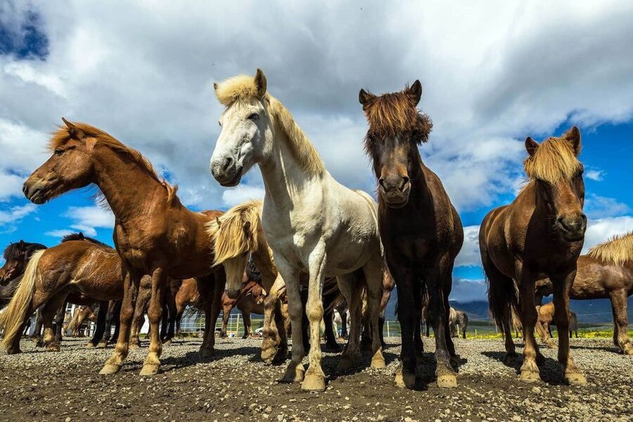 From Reykjavik: Full-Day Horse Riding & Golden Circle Tour - The Golden Circle by bus, audioguides, and why timing can matter
