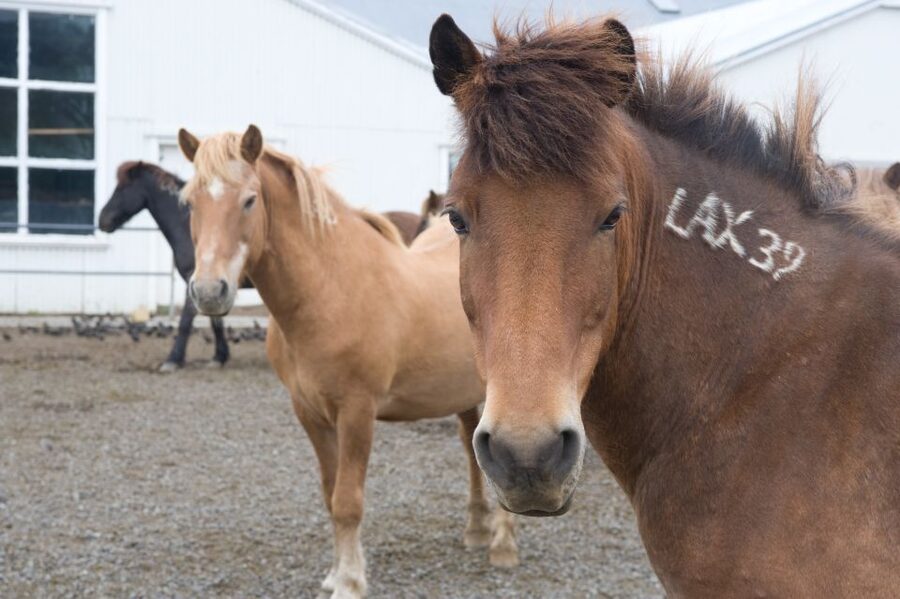 From Reykjavik: Full-Day Horse Riding & Golden Circle Tour - Geysir and Strokkur geothermal area, photos plus real heat