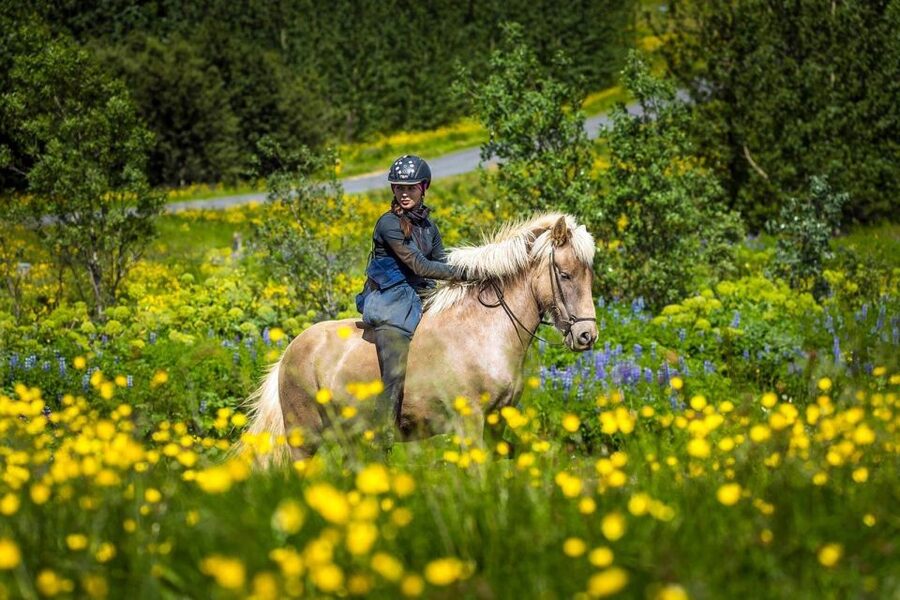 From Reykjavik: Full-Day Horse Riding & Golden Circle Tour - Icelandic horses at Laxnes, what the ride feels like
