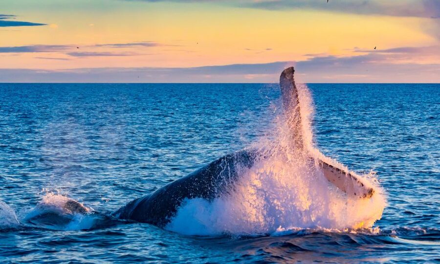 From Reykjavik: Full Day Whale Watching & Golden Circle Tour - Price and value: is $222 worth it?