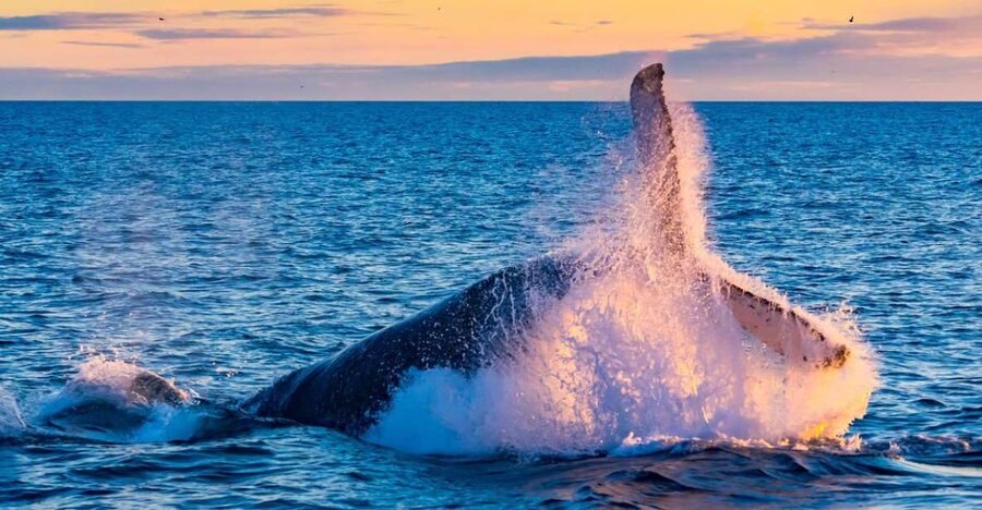 From Reykjavik: Full Day Whale Watching & Golden Circle Tour - Warm coveralls and the real comfort factor
