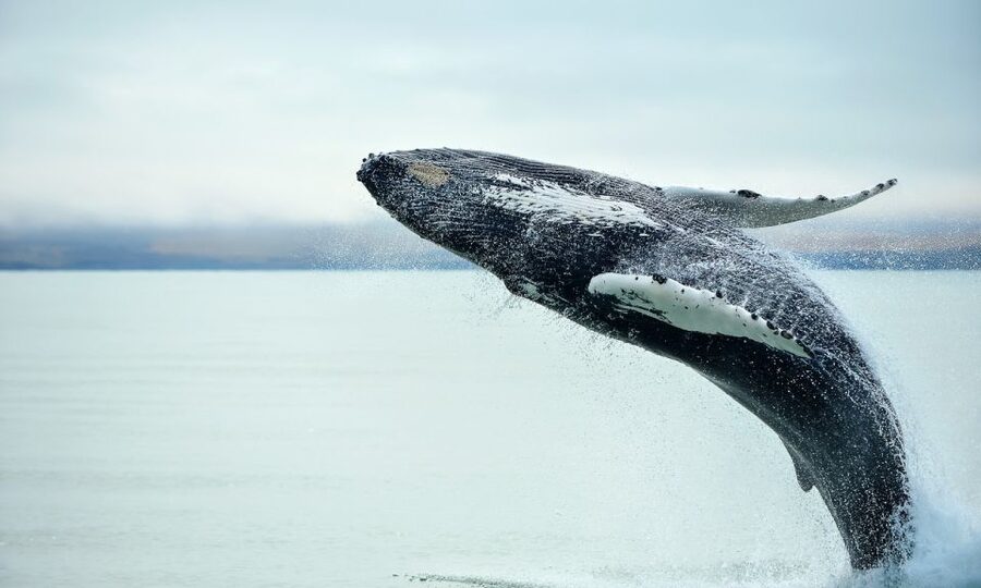 From Reykjavik: Full Day Whale Watching & Golden Circle Tour - Transportation and the flow of a 10-hour day