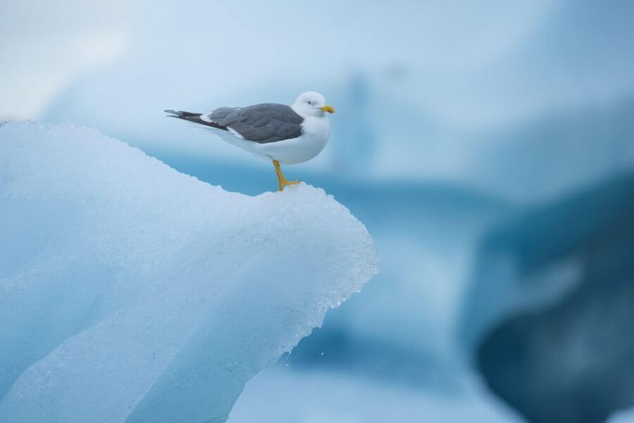 From Reykjavik: Jökulsárlón Glacier Lagoon and Diamond Beach - Key points that matter before you go
