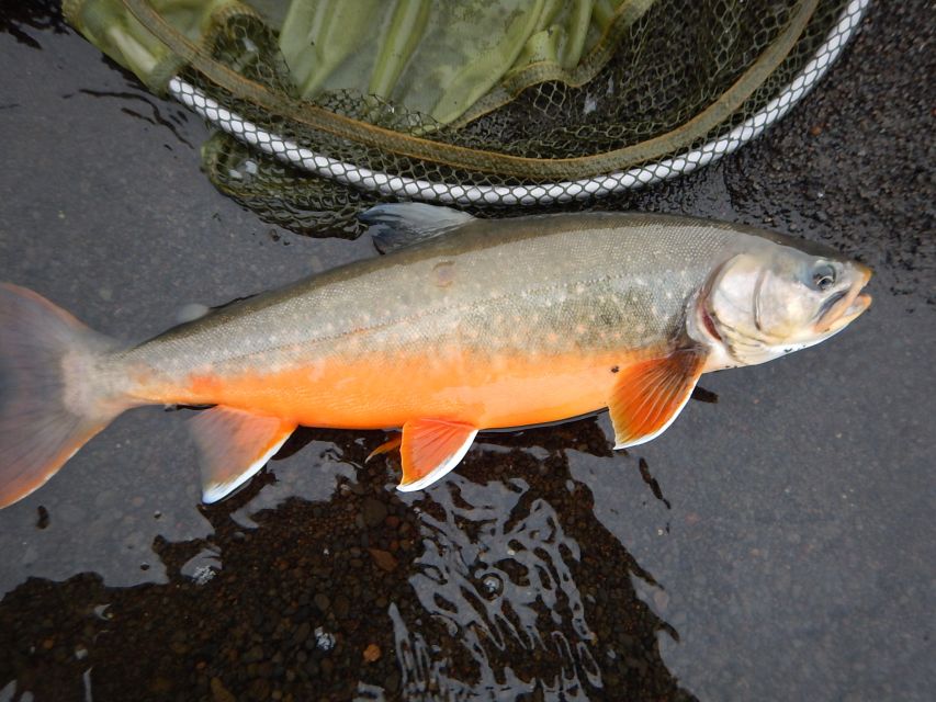 From Reykjavik: Lake and River Fishing Tour - The catch rules: keep up to 2 fish, with release as standard
