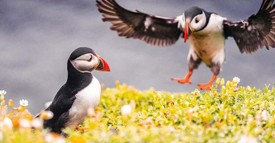 From Reykjavik: Puffin and Volcano Tour in Westman Islands - Key points at a glance