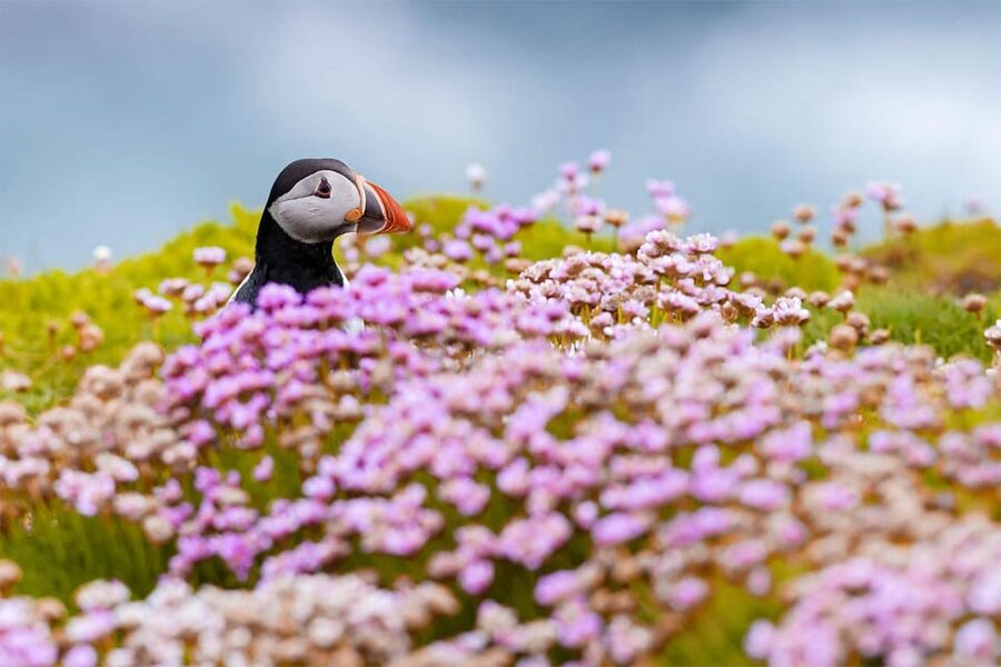 From Reykjavik: Puffin and Volcano Tour in Westman Islands - Who should book this Westman Islands puffin and volcano tour