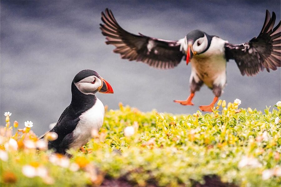 From Reykjavik: Puffin and Volcano Tour in Westman Islands - Mt. Eldfell hike: Mountain on Fire, lava fields, and real effort