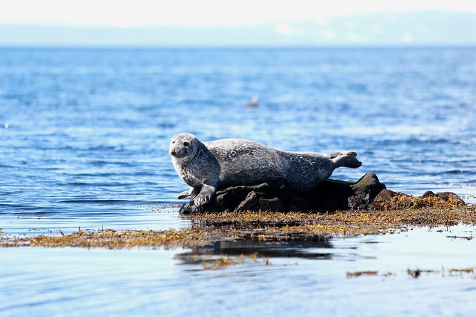 From Reykjavik: Snaefellsness Peninsula small group day tour - Snæfellsnes day trip highlights you will actually remember