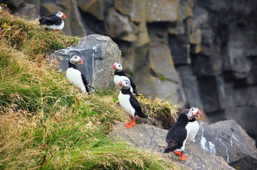 From Reykjavik: South Coast Small-Group Tour - How The 10 Hours Feel In Real Life: Timing, Weather, And Your Best Strategy