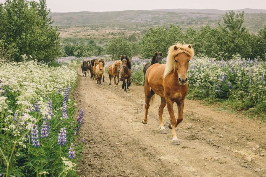From Reykjavík: Viking Horseback Tour in Hafnarfjörður - Íshestar Stables near Hafnarfjörður: where the ride actually starts