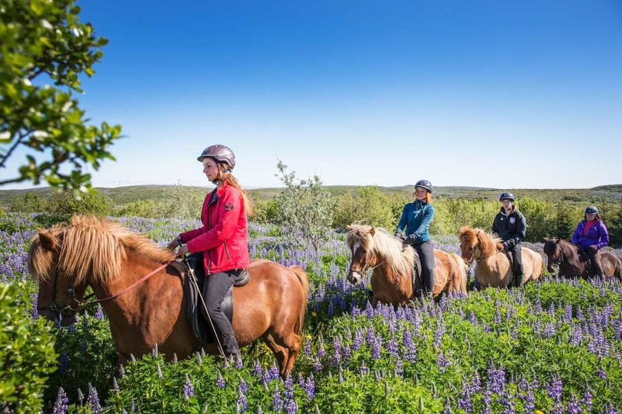 From Reykjavík: Viking Horseback Tour in Hafnarfjörður - Should you book the Viking tour in Hafnarfjörður?