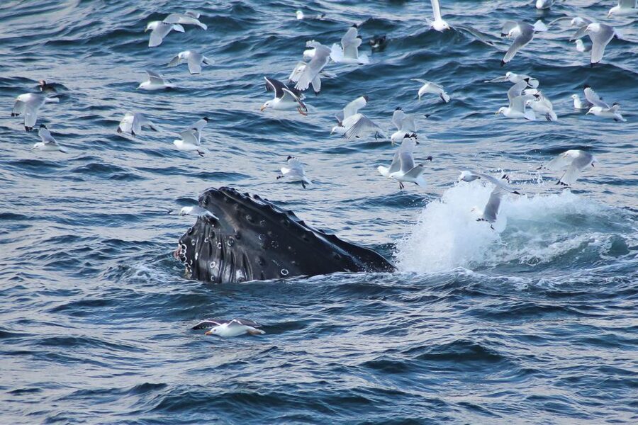 From Reykjavik: Whale Watching Tour - Key highlights at a glance